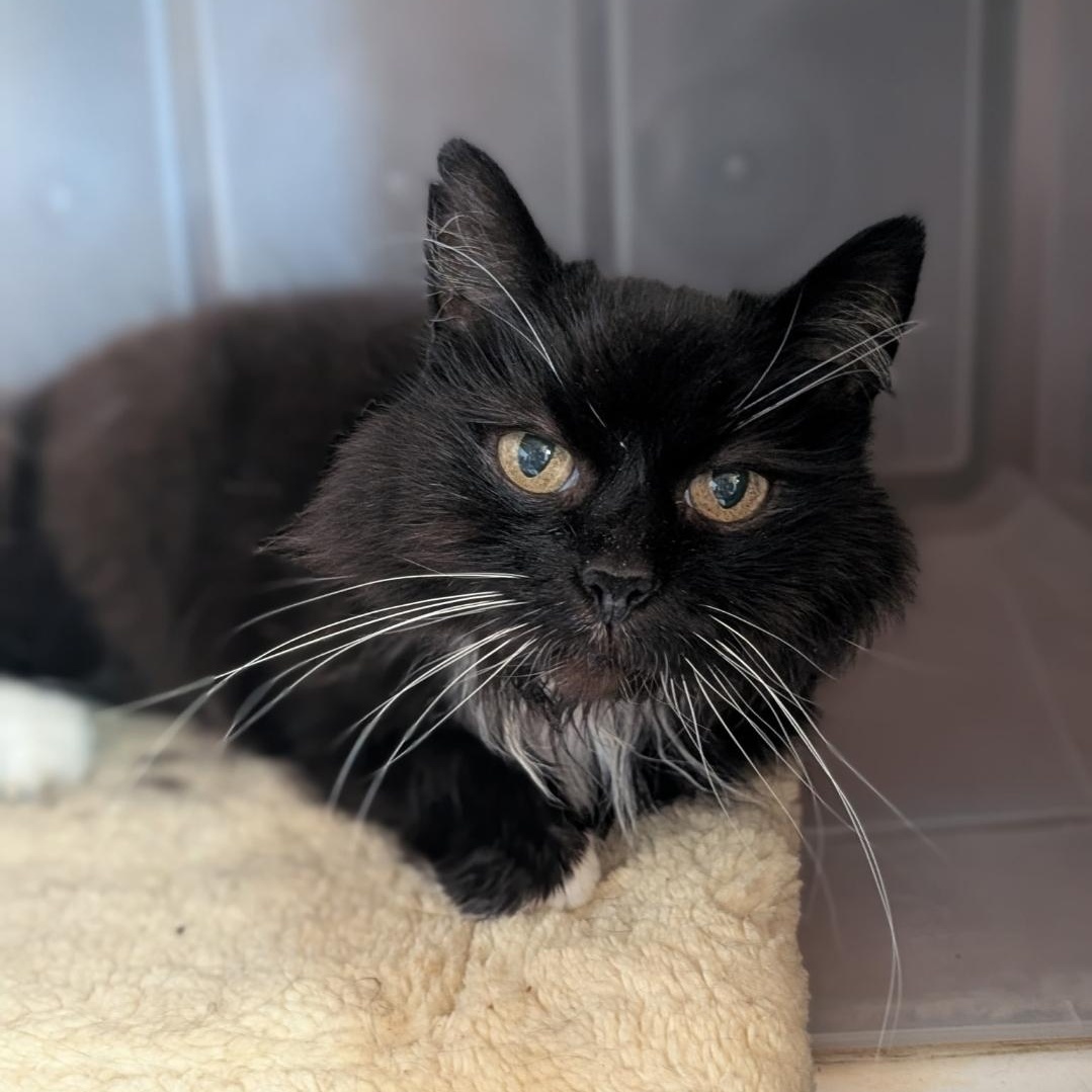 Enlarge Bobbie, a Adoptable Domestic Long Hair in Waynesville, NC image 3/3