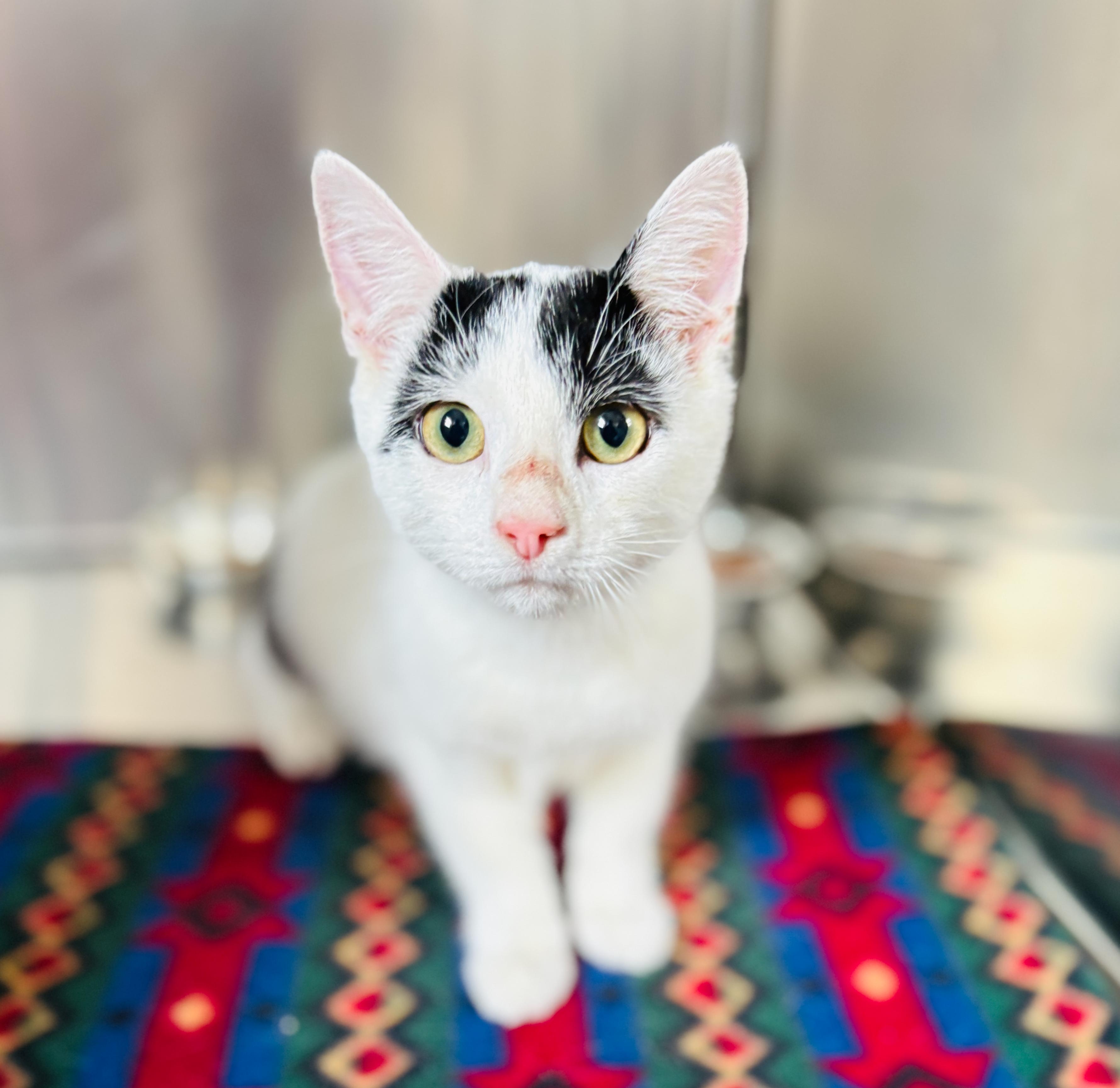 Dipstick, adopted, Young Male Domestic Short Hair.