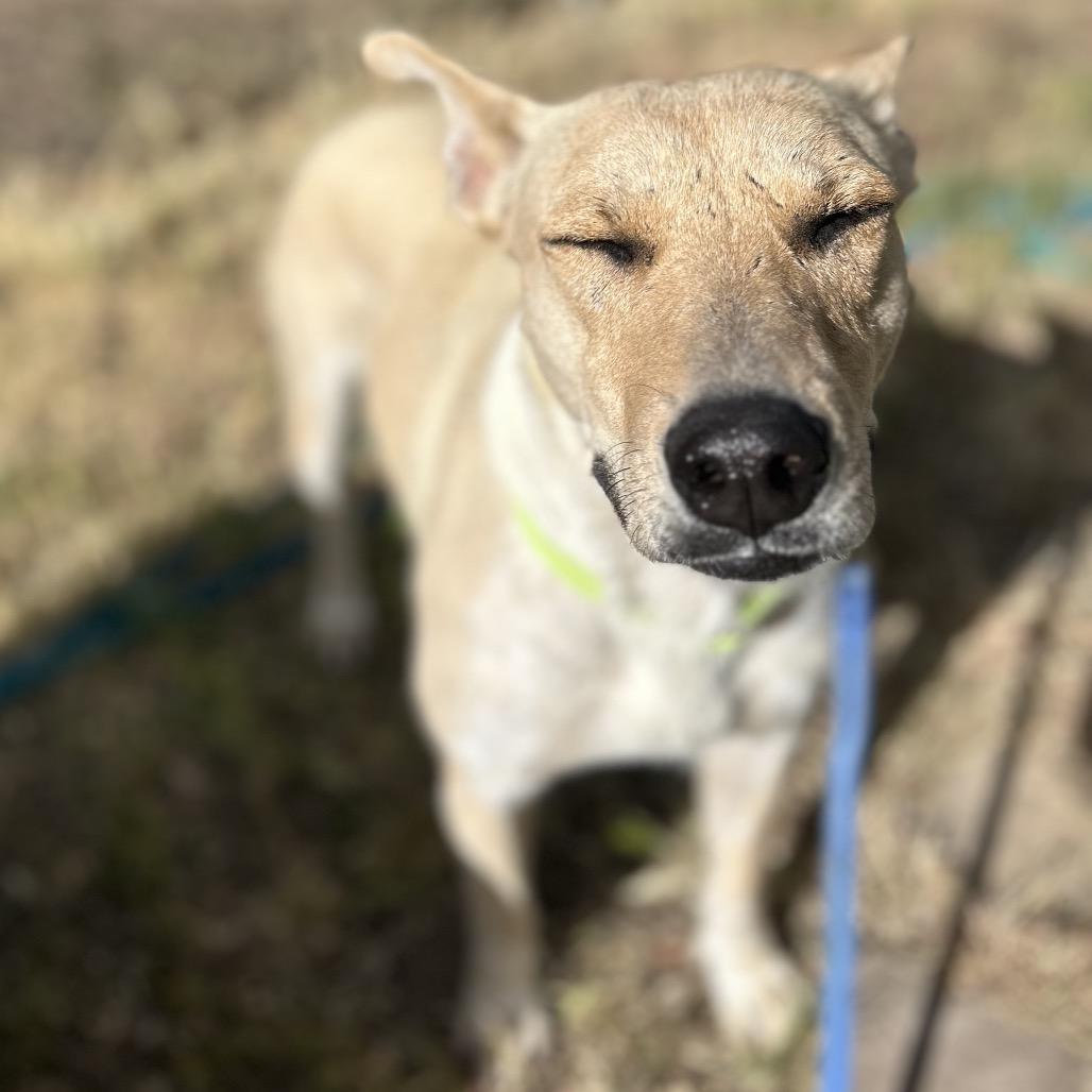 Enlarge Mercedes, a Adoptable mixed breed in Flagstaff, AZ image 1/6
