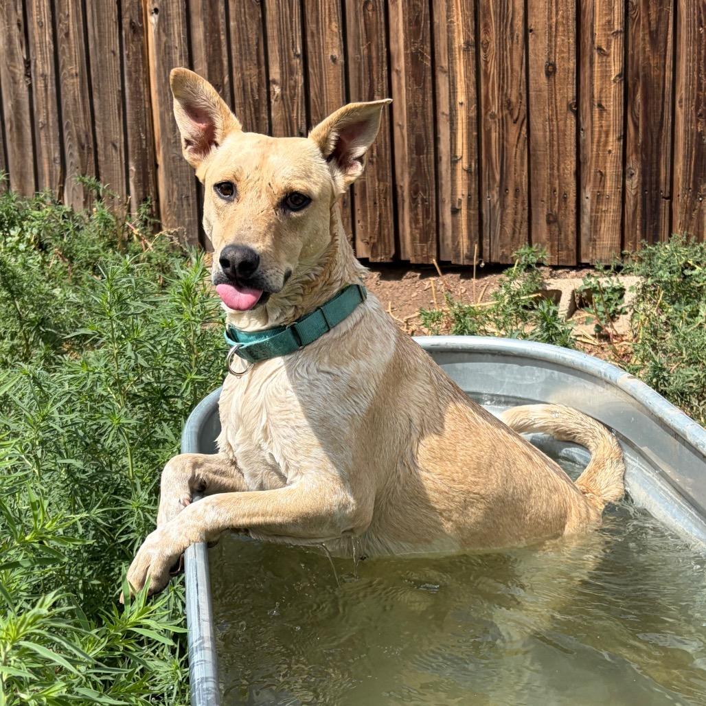 Mercedes- In Foster!, a Adoptable mixed breed in Flagstaff, AZ image 2/6