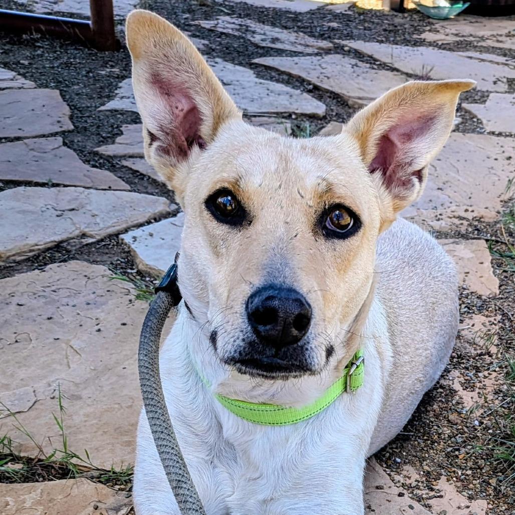Enlarge Mercedes, a Adoptable mixed breed in Flagstaff, AZ image 2/6
