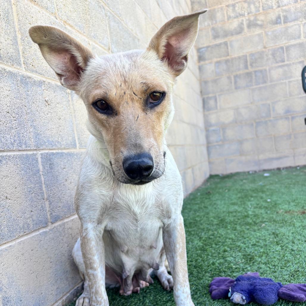Enlarge Mercedes, a Adoptable mixed breed in Flagstaff, AZ image 3/6