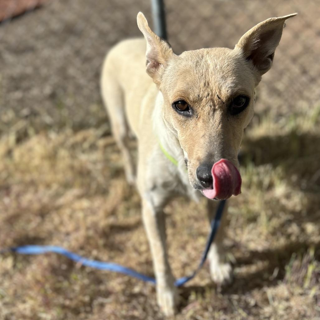 Enlarge Mercedes, a Adoptable mixed breed in Flagstaff, AZ image 4/6