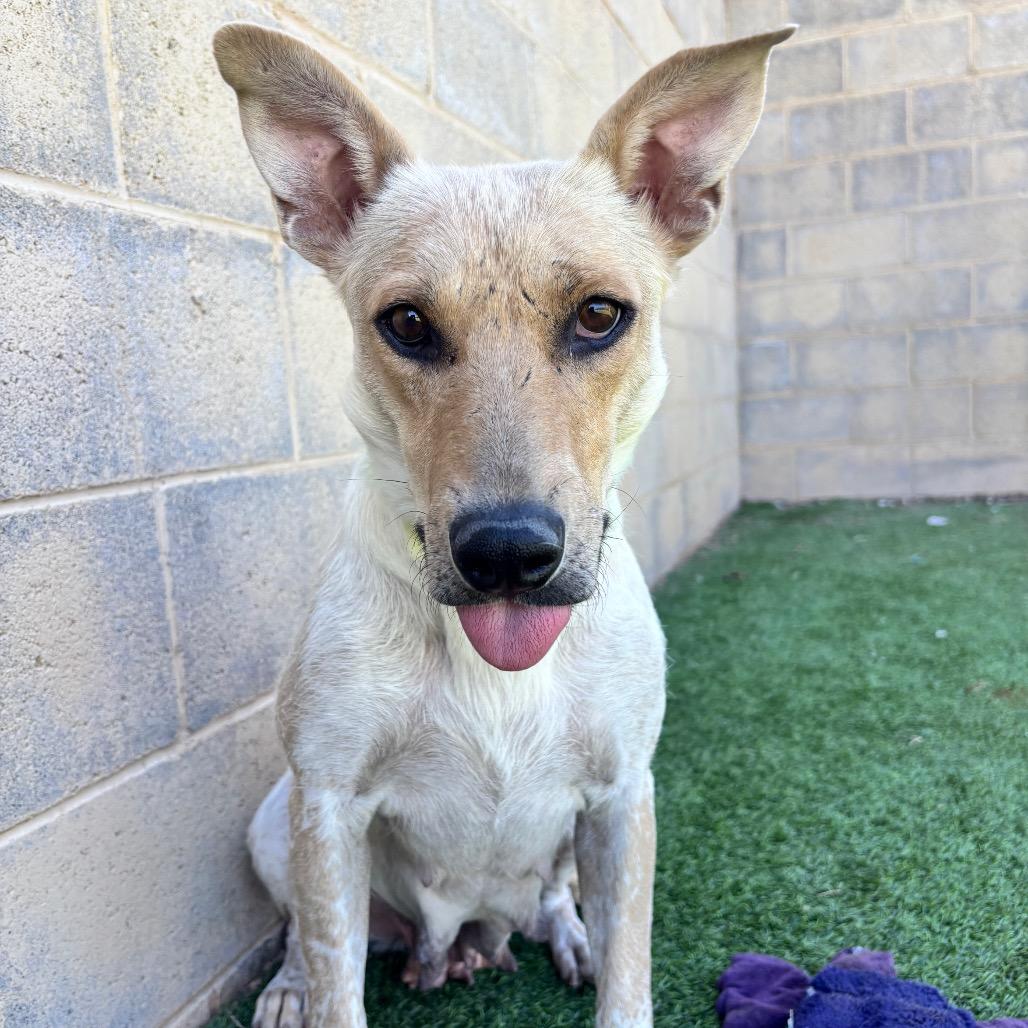 Enlarge Mercedes, a Adoptable mixed breed in Flagstaff, AZ image 5/6