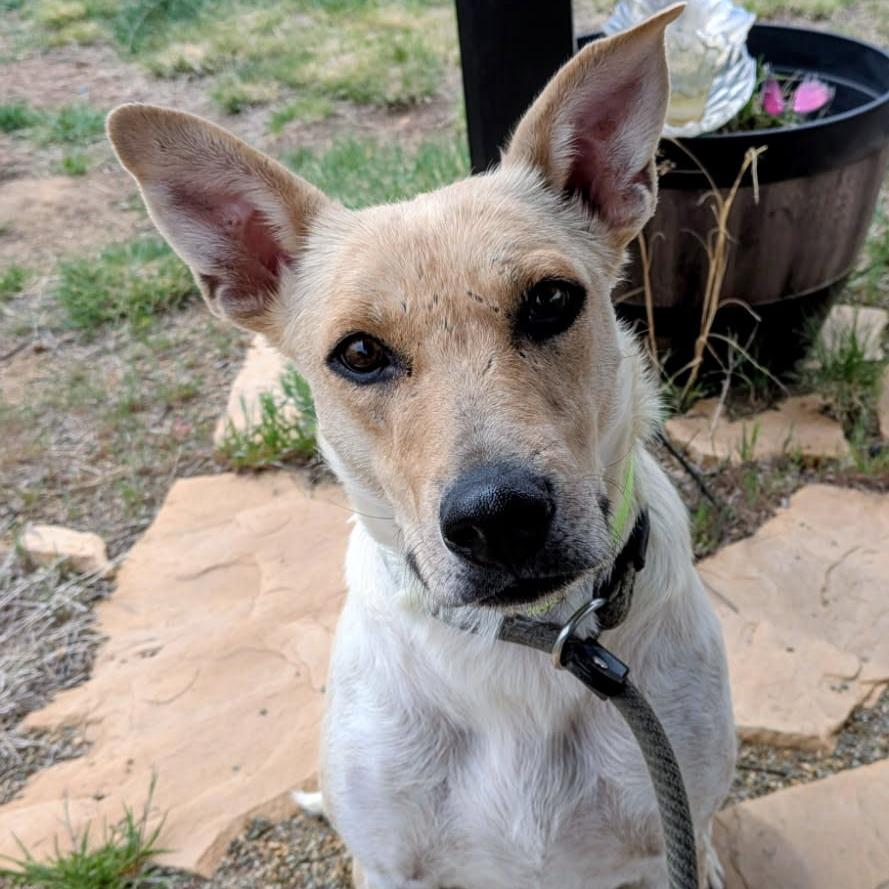 Enlarge Mercedes, a Adoptable mixed breed in Flagstaff, AZ image 6/6