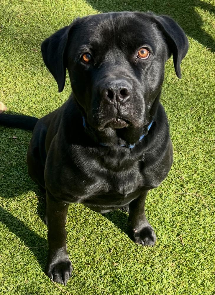 Banks, Adoptable, Adult Male Labrador Retriever.