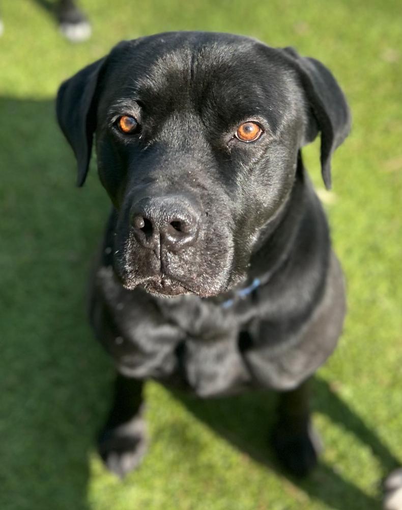 Banks, a Adoptable mixed breed in Dunwoody, GA image 2/4