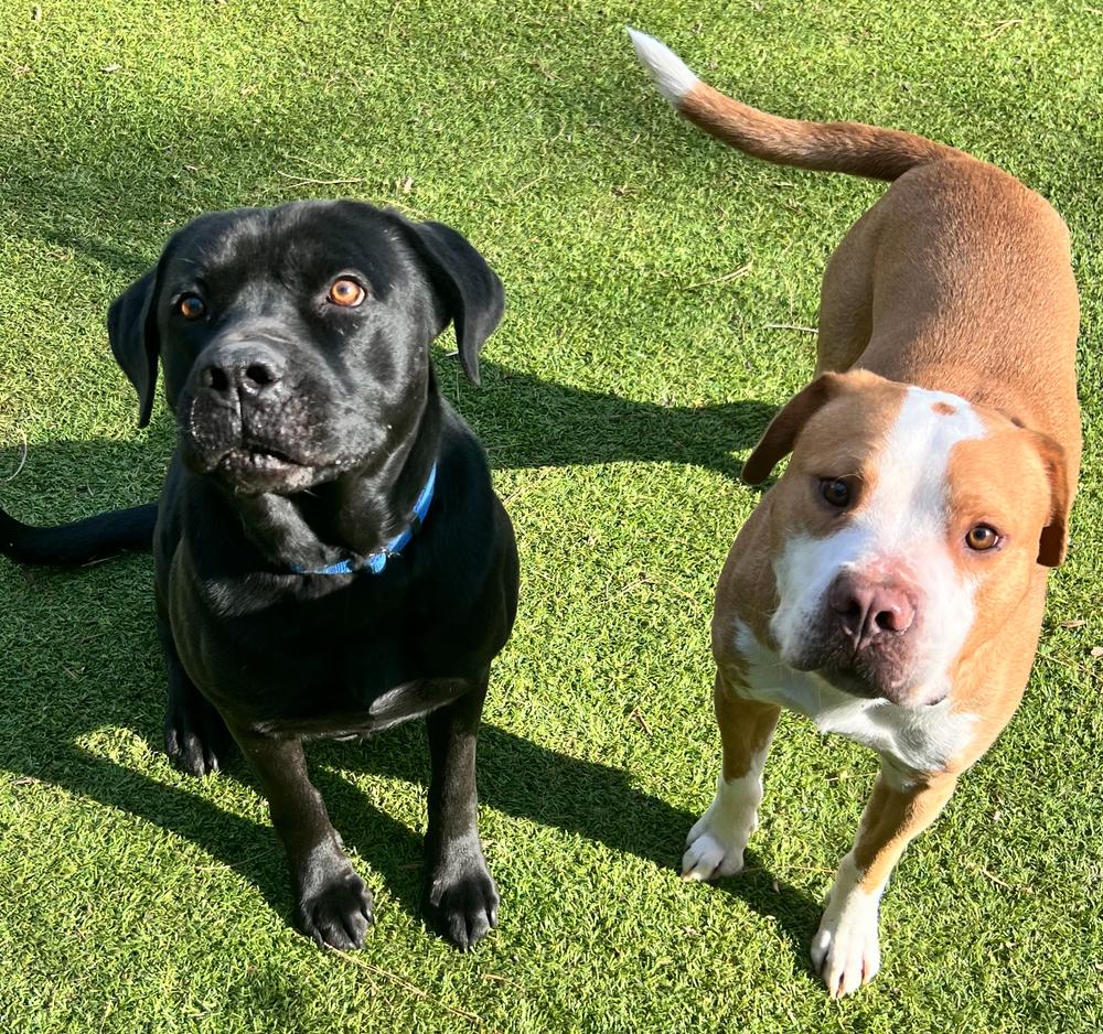 Banks, a Adoptable mixed breed in Dunwoody, GA image 3/4