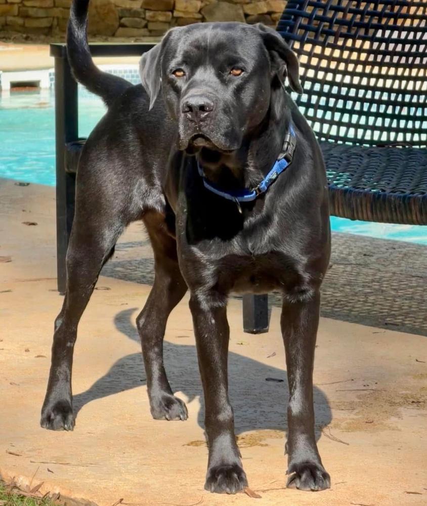 Banks, a Adoptable mixed breed in Dunwoody, GA image 4/4