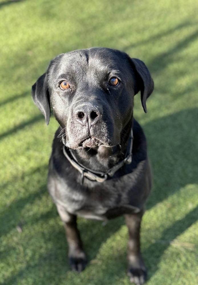 Banks, Adoptable, Adult Male Labrador Retriever.