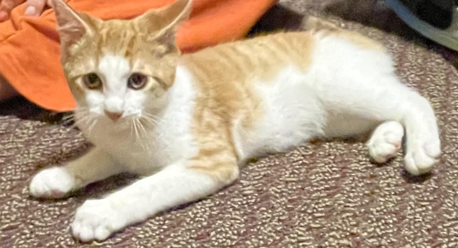 Enlarge Honey Bee, a Adoptable Domestic Short Hair in Chambersburg, PA image 1/1