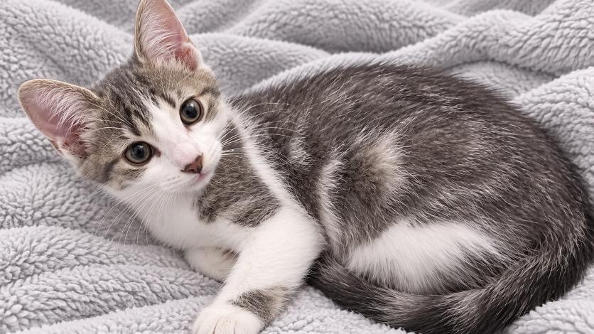 Enlarge Bonnie, a Adoptable Tabby in Andover, MN image 3/3