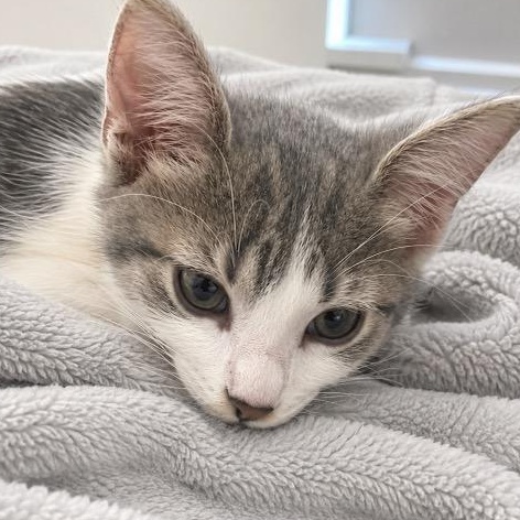 Enlarge Bonnie, a Adoptable Tabby in Andover, MN image 2/3