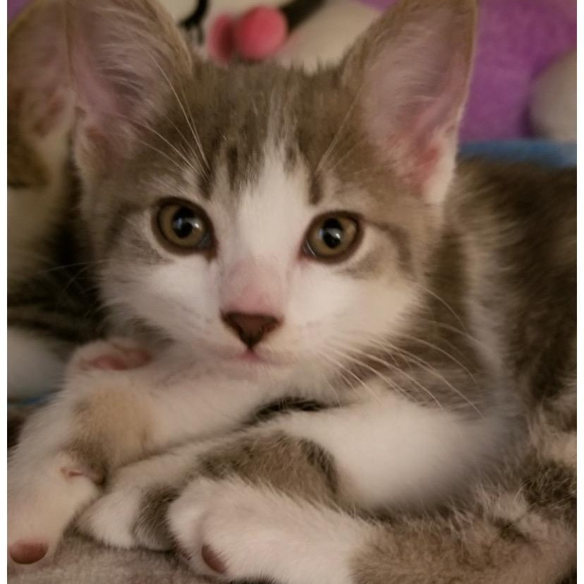 Bonnie, Adoptable, Kitten Female Tabby.