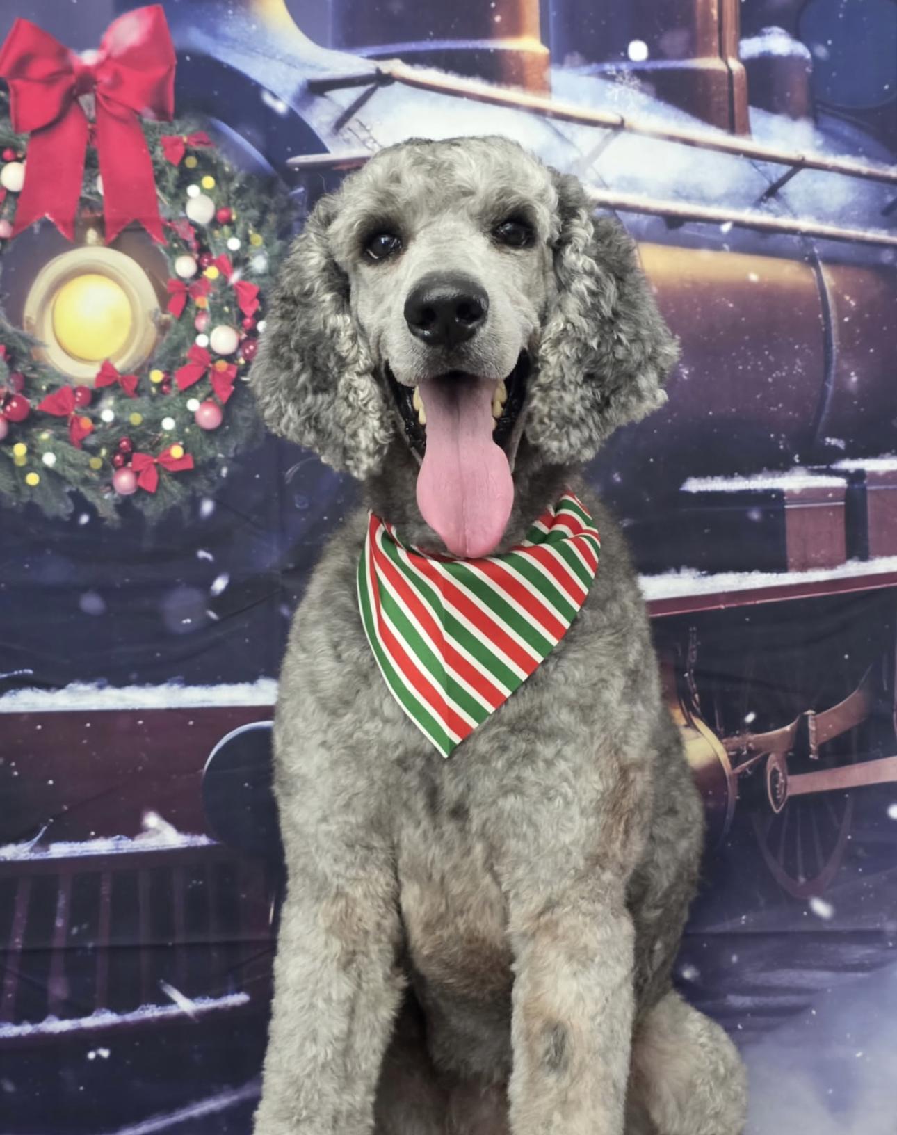 Onyx, ADOPTABLE, Adult Male Standard Poodle.
