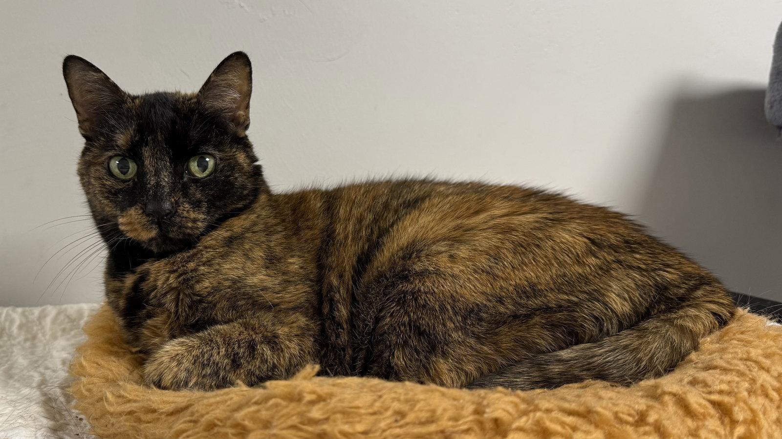 Cove, Adoptable, Adult Female Domestic Short Hair.