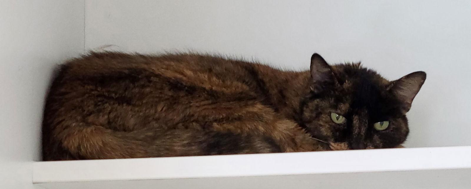 Enlarge Cove, a Adoptable Domestic Short Hair in Satellite Beach, FL image 1/3