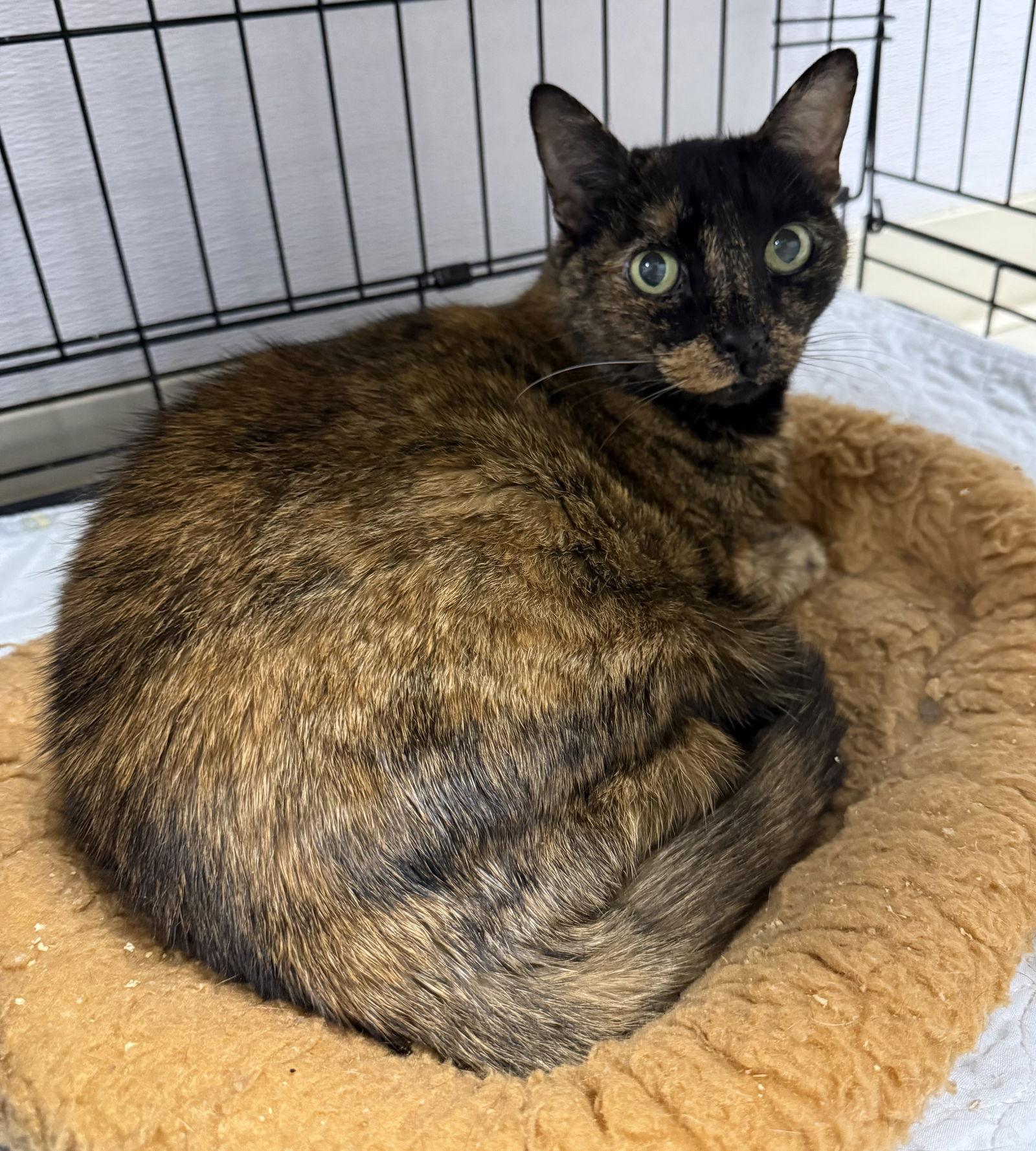 Enlarge Cove, a Adoptable Domestic Short Hair in Satellite Beach, FL image 2/3