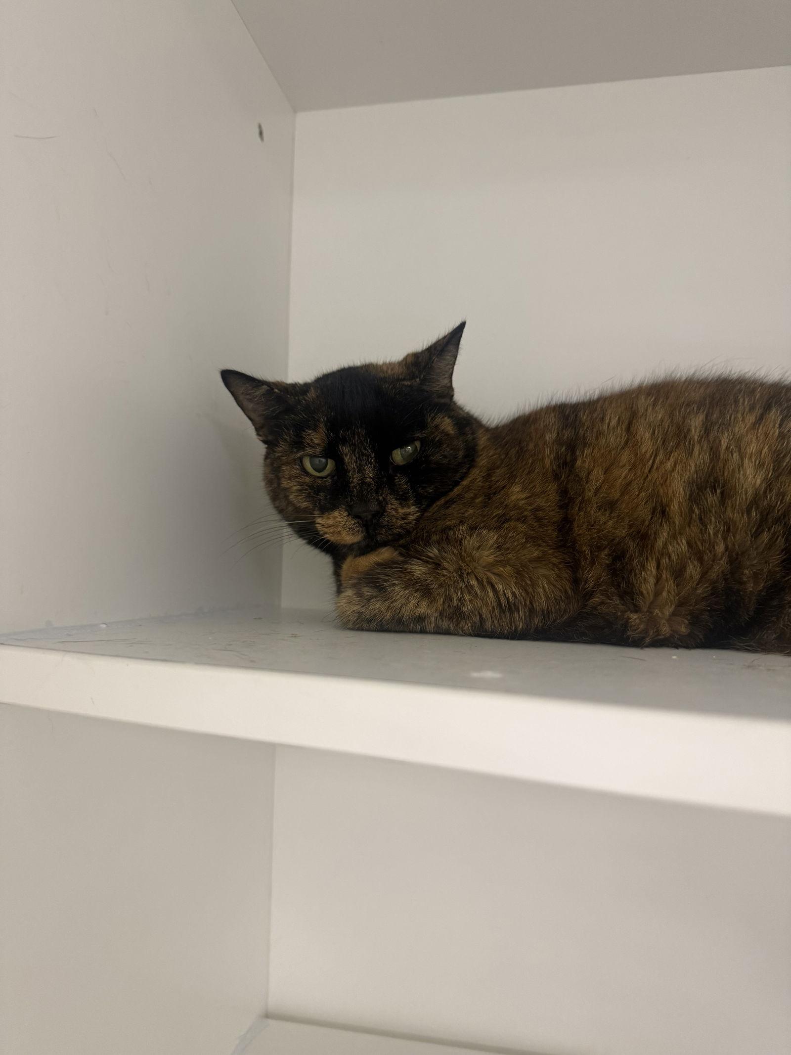 Enlarge Cove, a Adoptable Domestic Short Hair in Satellite Beach, FL image 3/3