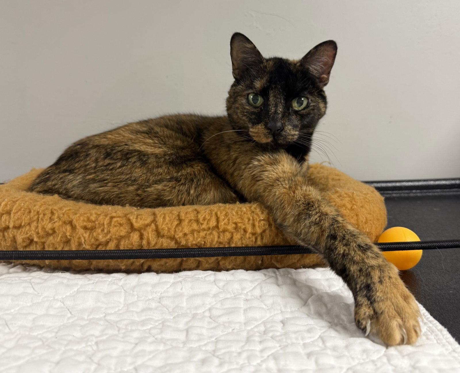 Cove, a Adoptable Domestic Short Hair in Satellite Beach, FL image 2/3
