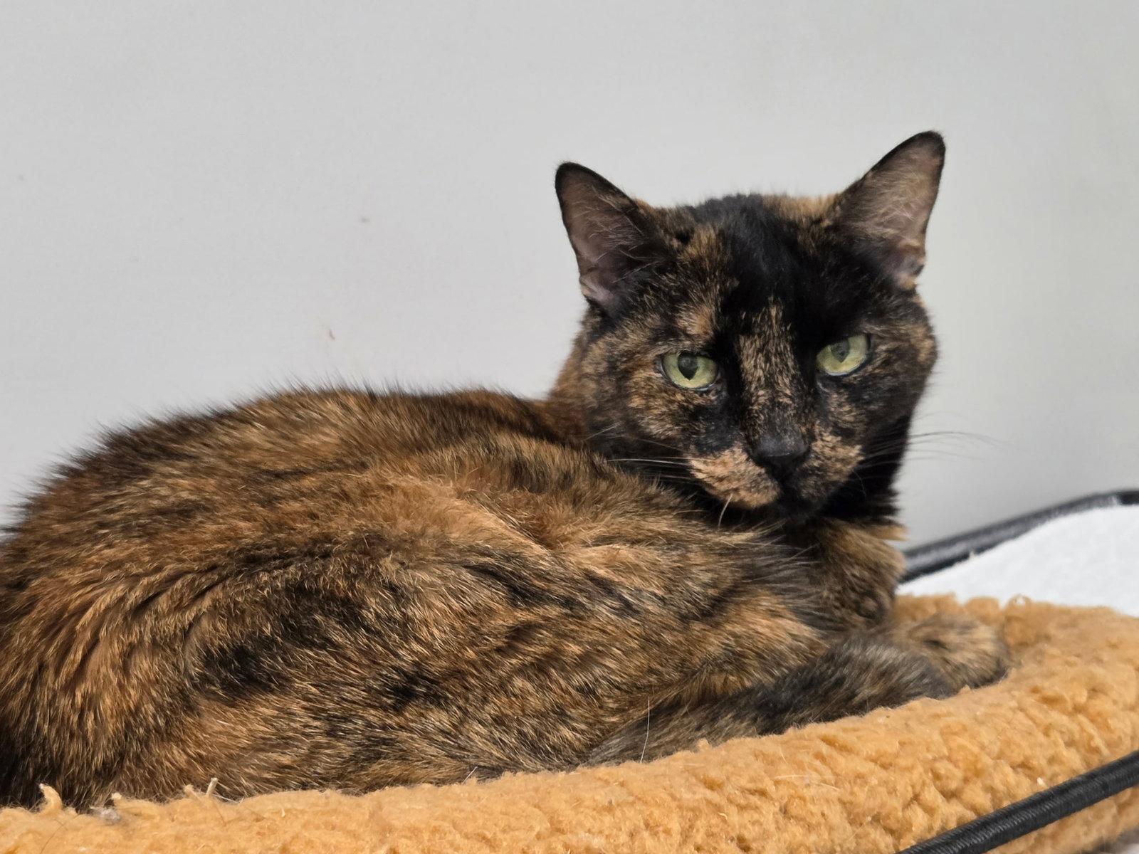 Cove, a Adoptable Domestic Short Hair in Satellite Beach, FL image 3/3