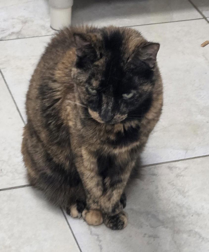 Enlarge Cove, a Adoptable Domestic Short Hair in Satellite Beach, FL image 3/3