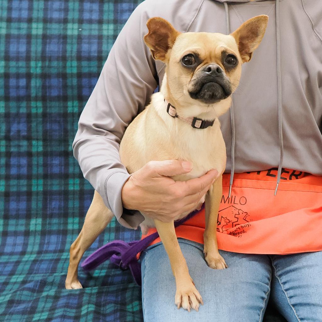 Enlarge ROSIE POSEY, a Adoptable mixed breed in Point Richmond, CA image 1/6
