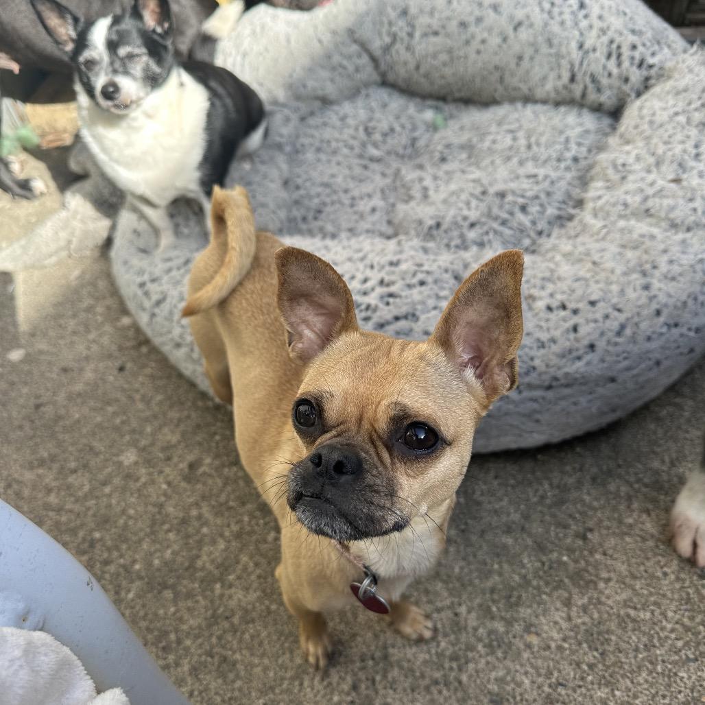 Enlarge ROSIE POSEY, a Adoptable mixed breed in Point Richmond, CA image 2/6