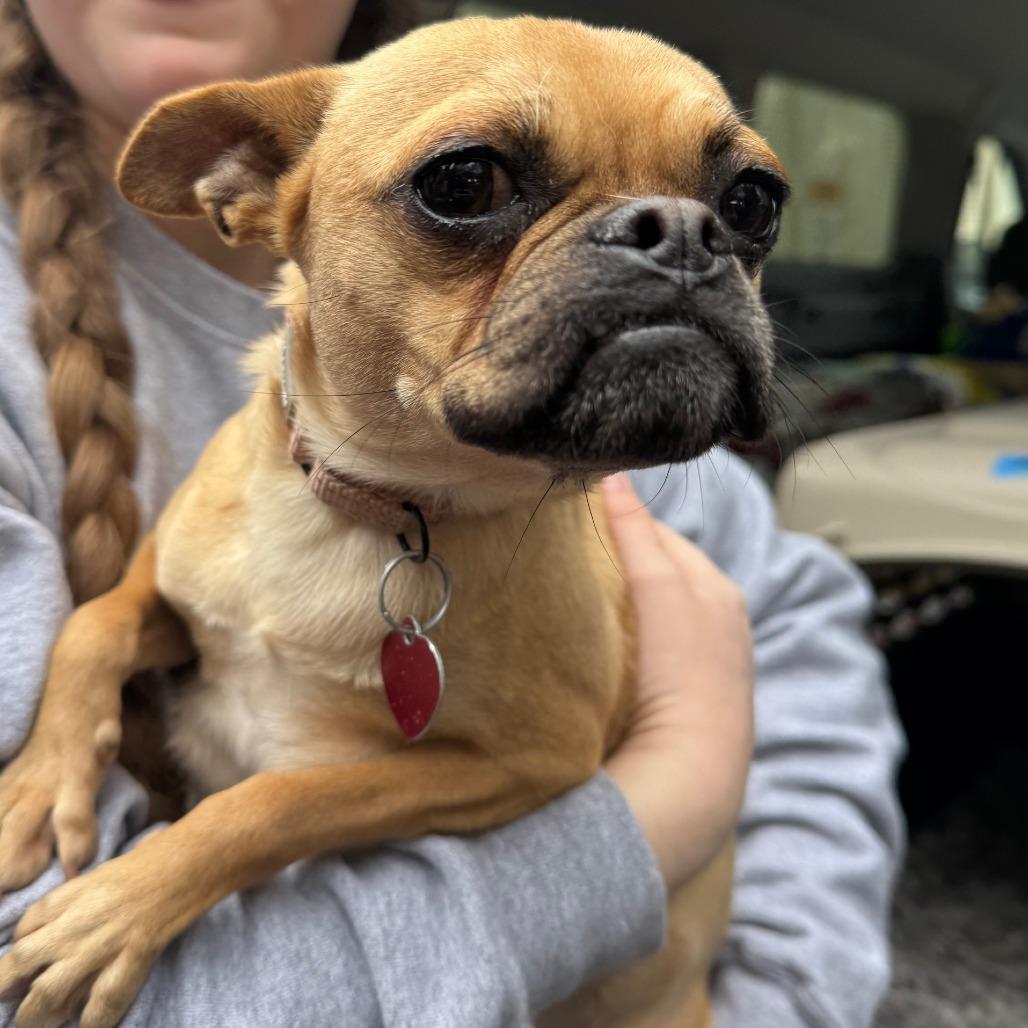 Enlarge ROSIE POSEY, a Adoptable mixed breed in Point Richmond, CA image 3/6
