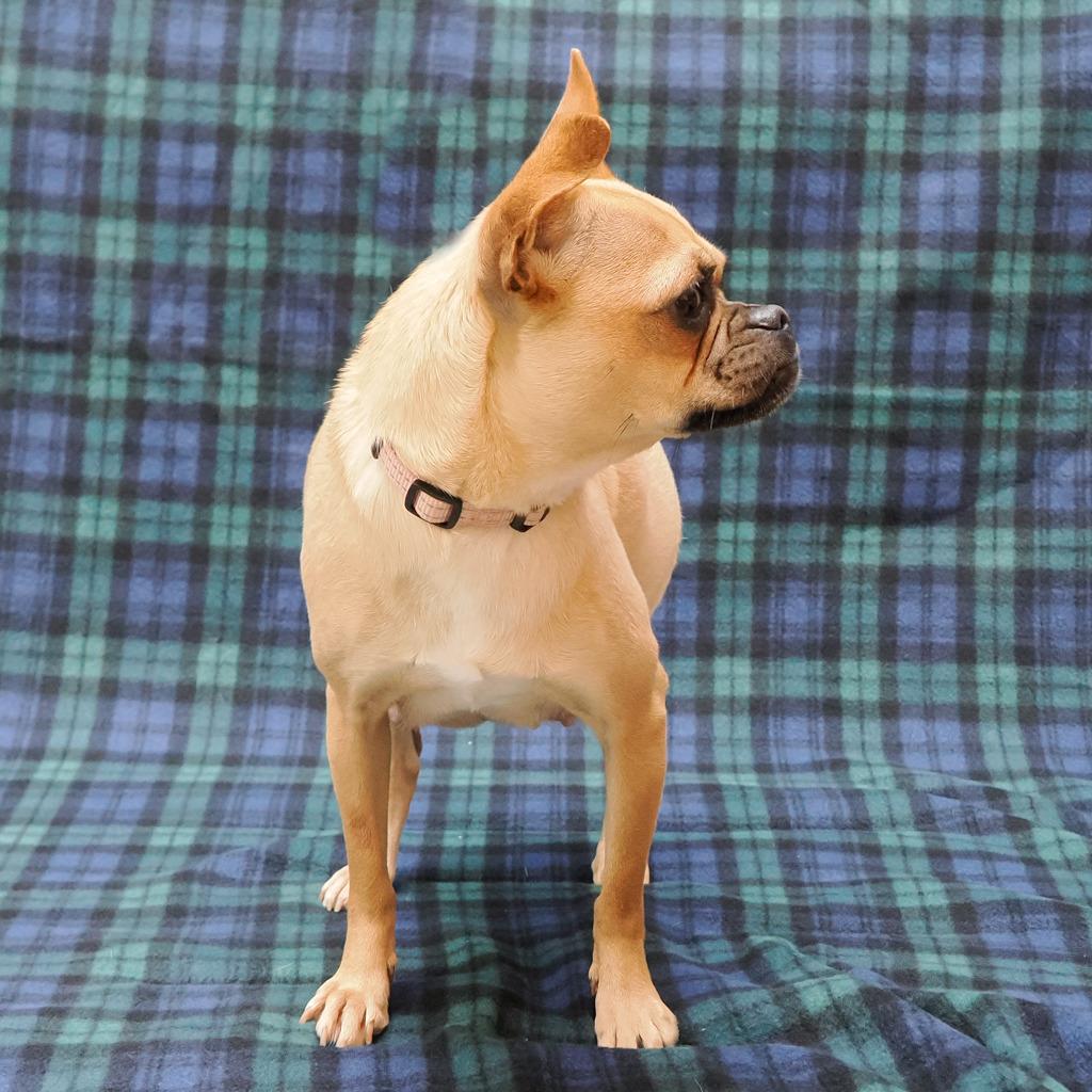 Enlarge ROSIE POSEY, a Adoptable mixed breed in Point Richmond, CA image 4/6