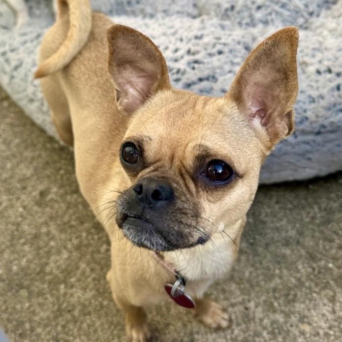 Enlarge ROSIE POSEY, a Adoptable mixed breed in Point Richmond, CA image 5/6