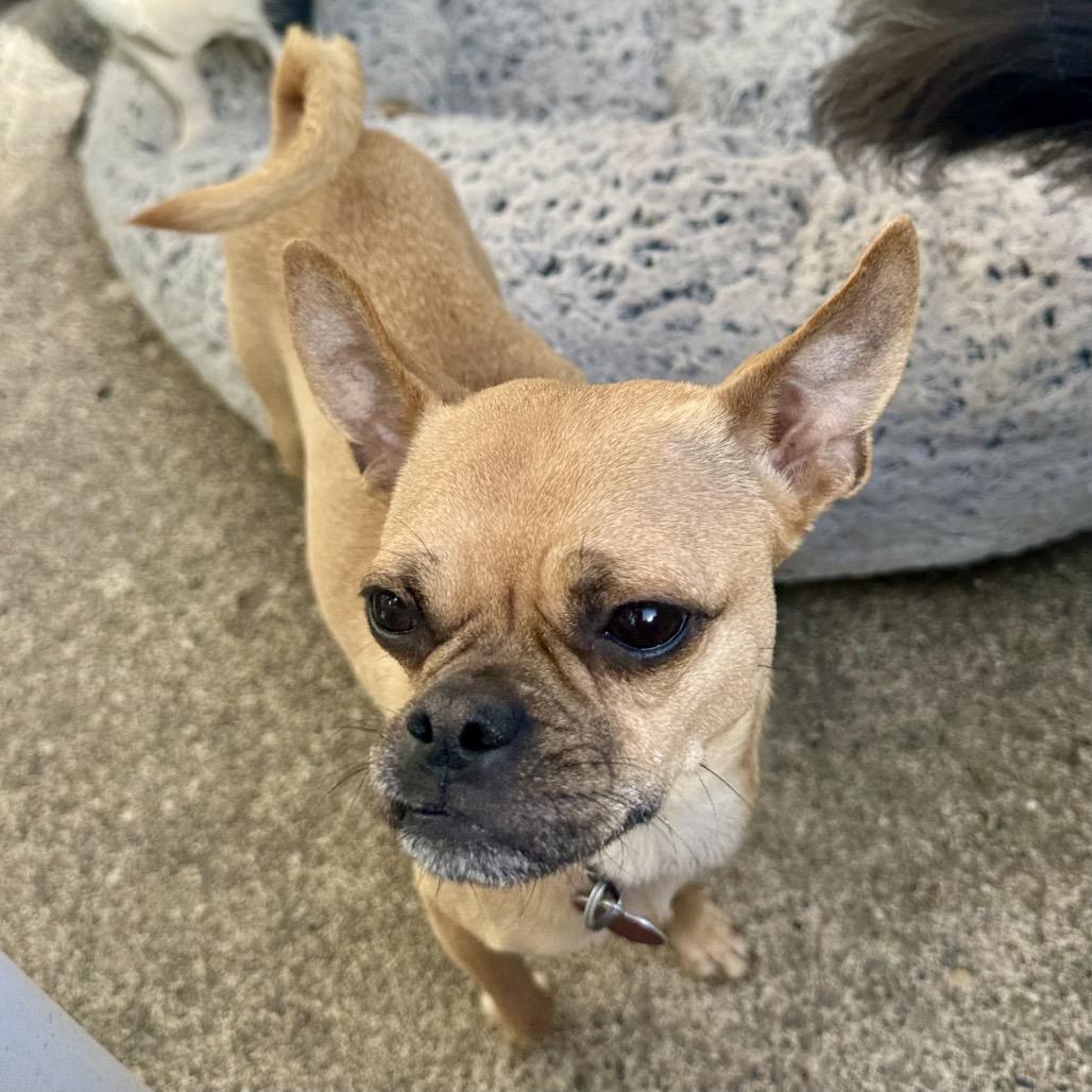 Enlarge ROSIE POSEY, a Adoptable mixed breed in Point Richmond, CA image 6/6