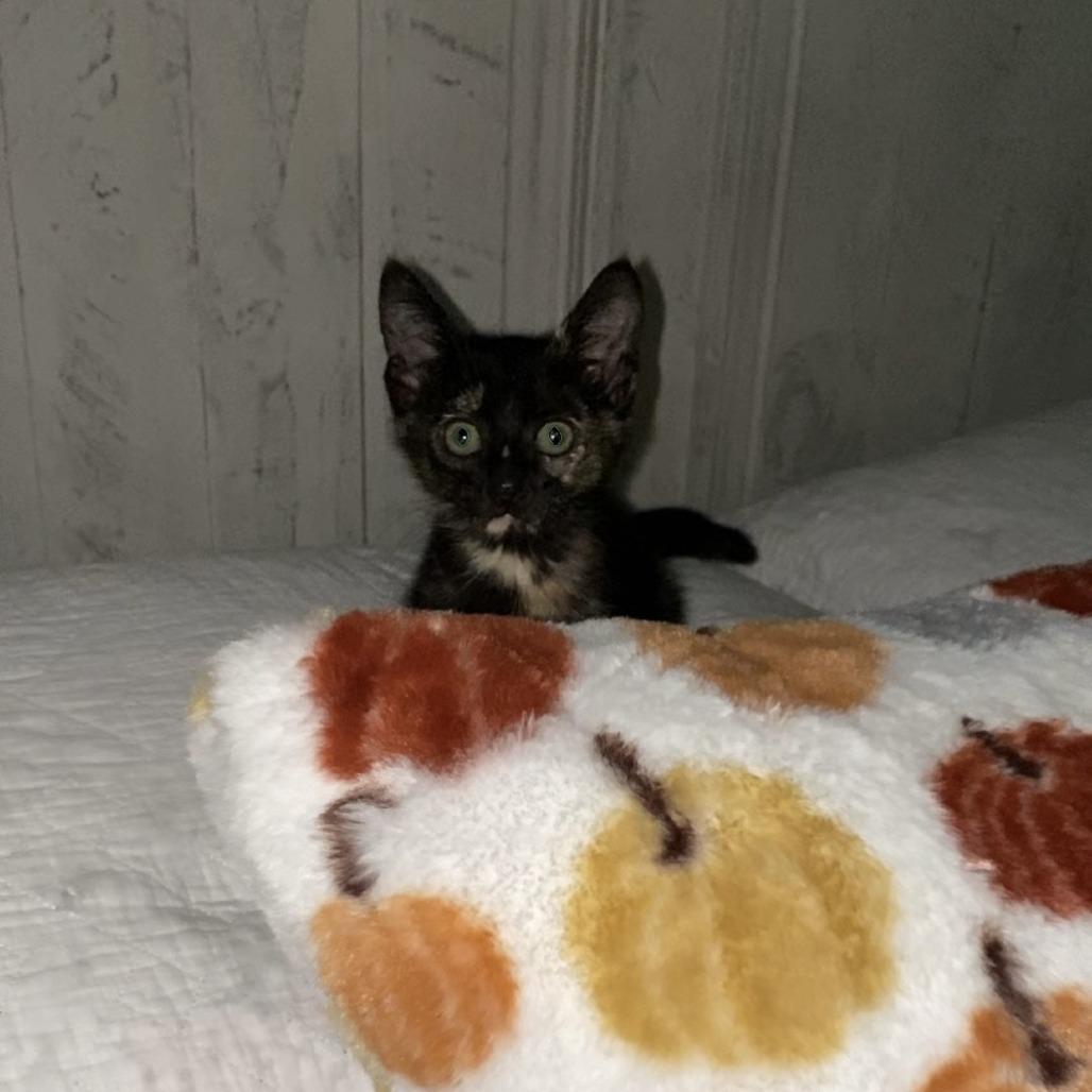 Piper 0909, Adoptable, Kitten Female Domestic Short Hair.