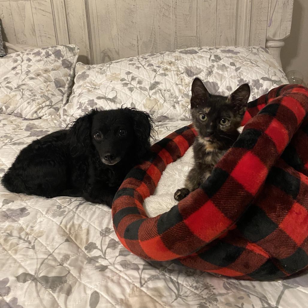 Enlarge Piper 0909, a Adoptable Domestic Short Hair in Columbus, GA image 2/5