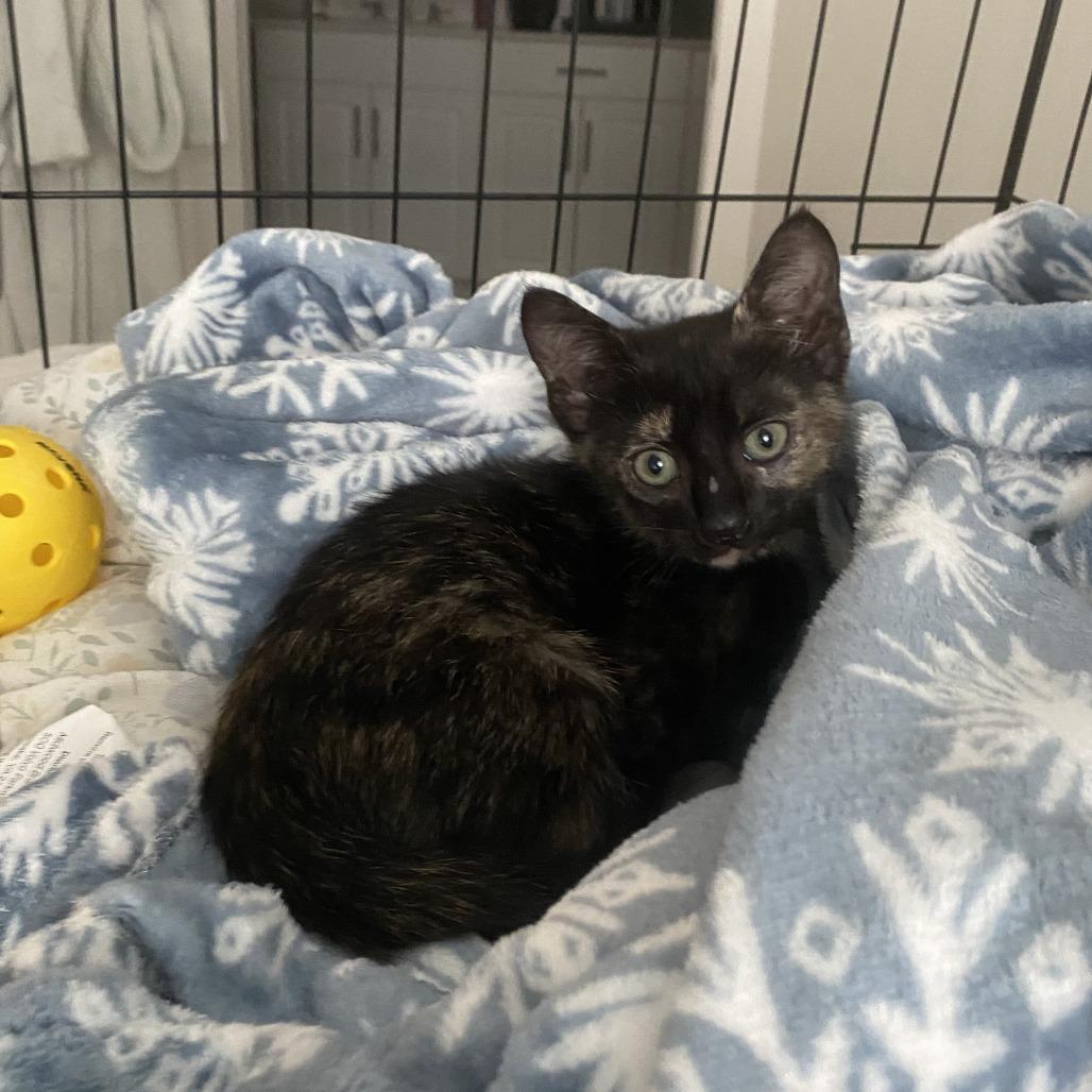 Enlarge Piper 0909, a Adoptable Domestic Short Hair in Columbus, GA image 3/5