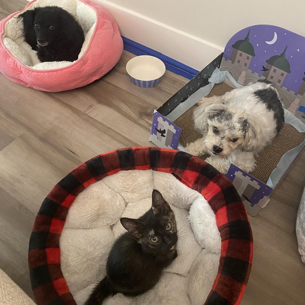 Enlarge Piper 0909, a Adoptable Domestic Short Hair in Columbus, GA image 4/5