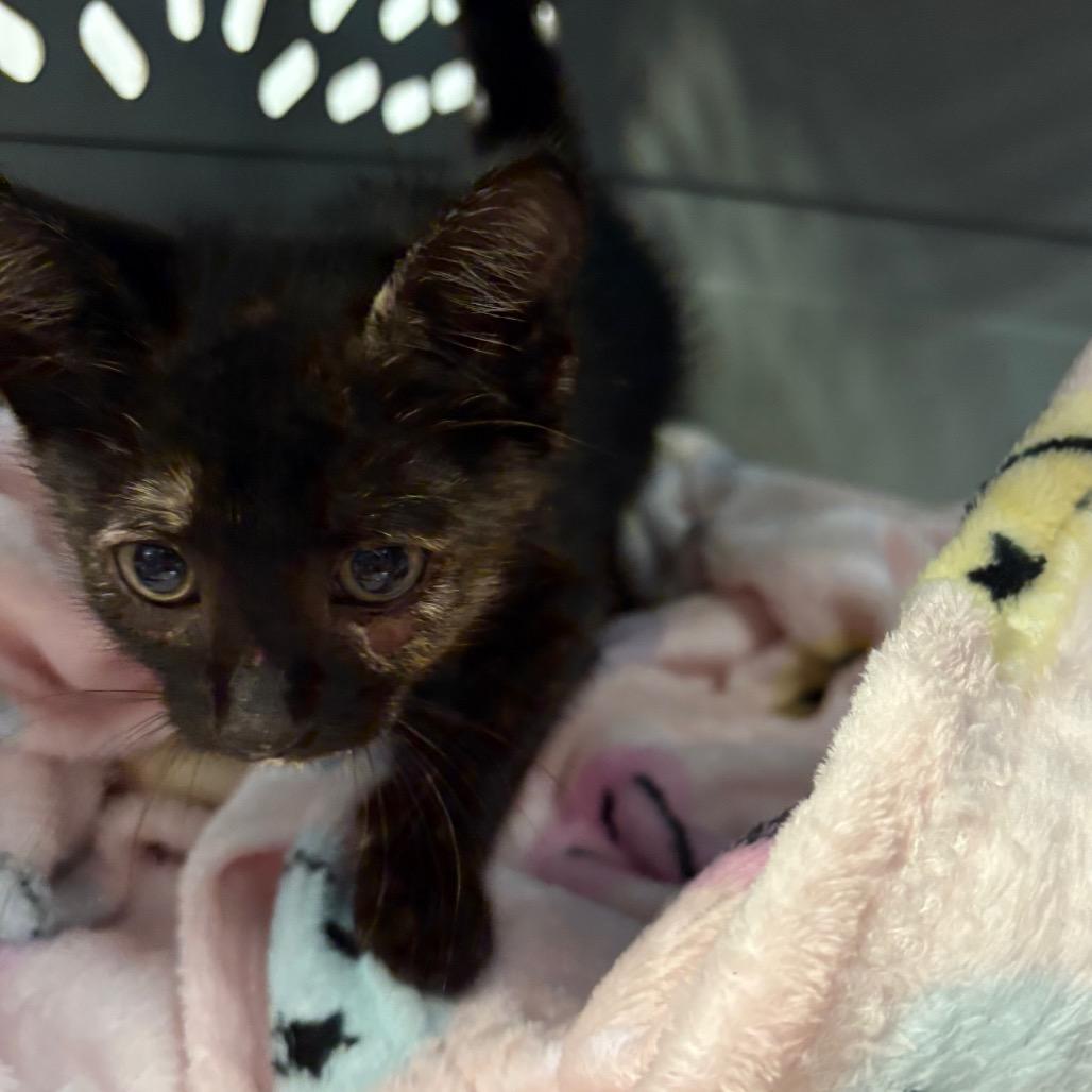 Enlarge Piper 0909, a Adoptable Domestic Short Hair in Columbus, GA image 5/5