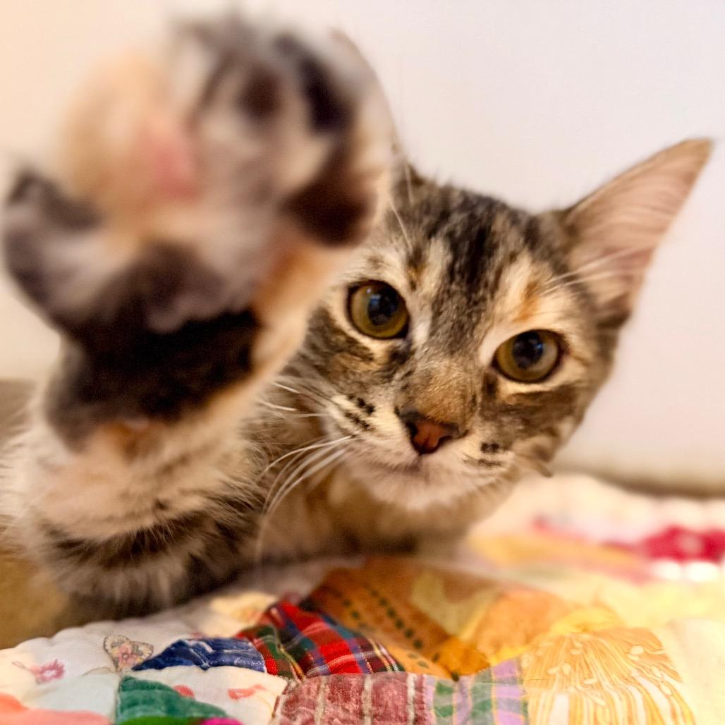 Amy, Adoptable, Young Female Domestic Long Hair.