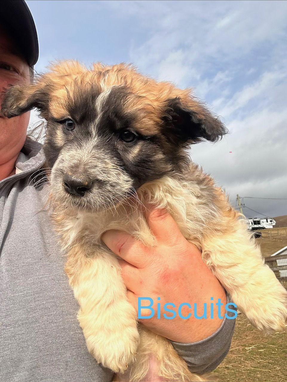 Biscuits, Adoptable, Puppy Male Poodle & Basset Hound.