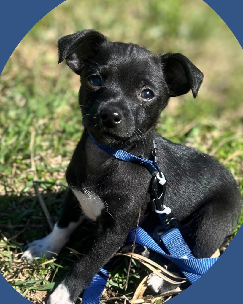 Enlarge Rowan, a Adoptable mixed breed in College Station, TX image 1/6