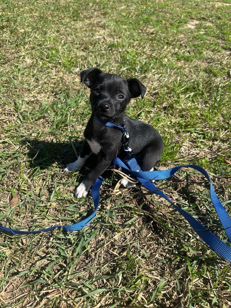 Enlarge Rowan, a Adoptable mixed breed in College Station, TX image 2/6