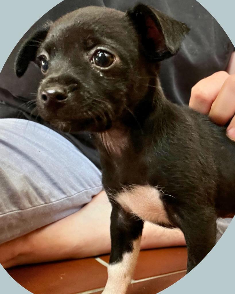 Enlarge Rowan, a Adoptable mixed breed in College Station, TX image 3/6