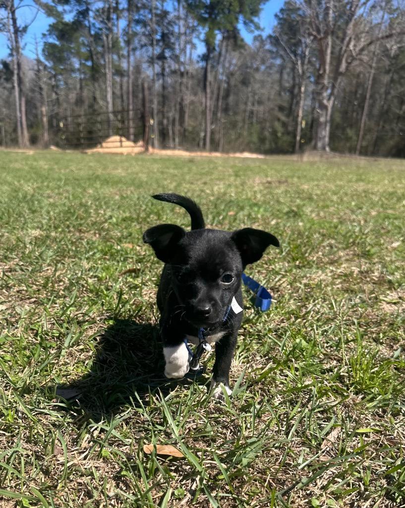 Enlarge Rowan, a Adoptable mixed breed in College Station, TX image 4/6