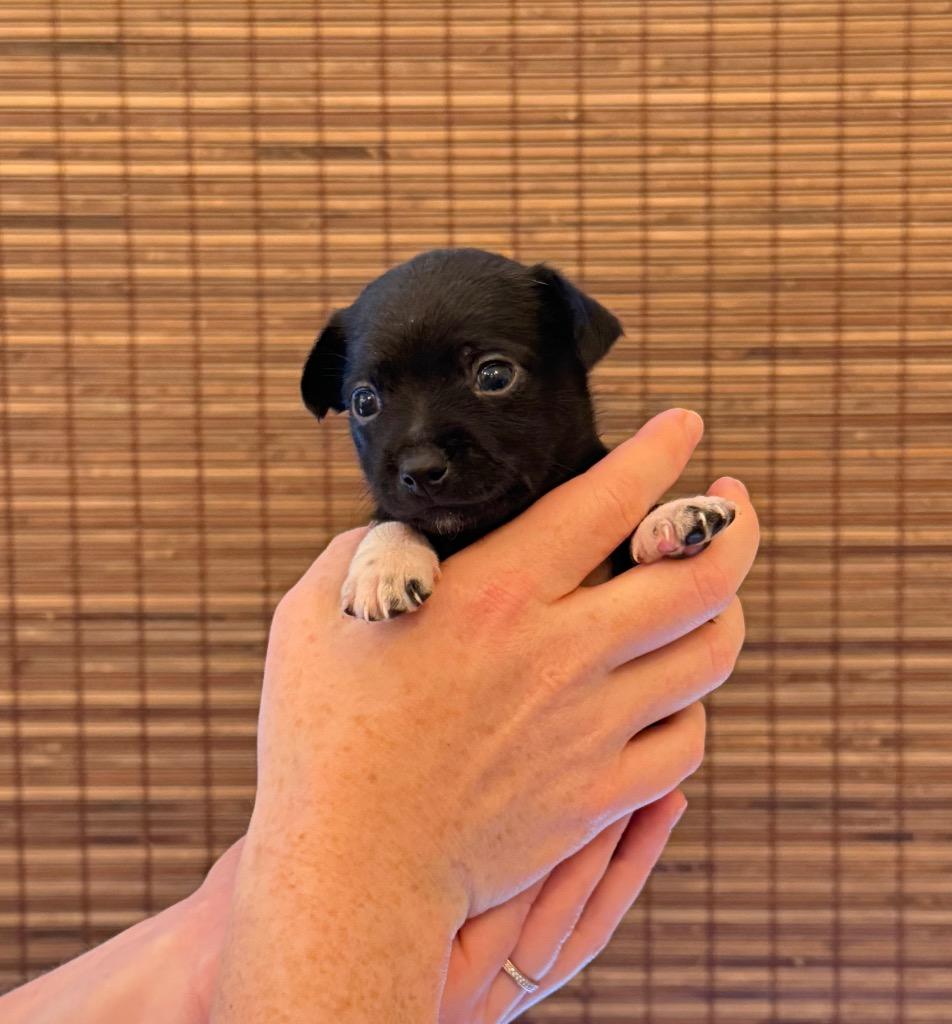 Enlarge Rowan, a Adoptable mixed breed in College Station, TX image 6/6