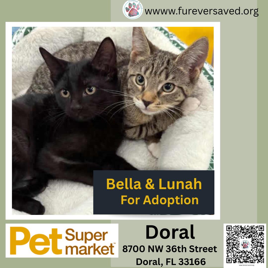Enlarge Bella, a Adoptable Domestic Short Hair in Miami, FL image 3/3