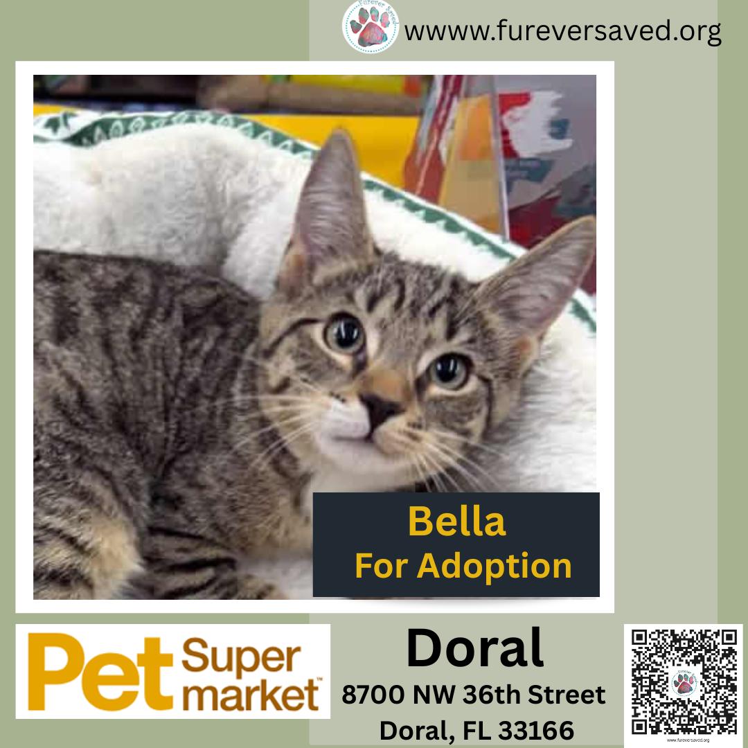 Bella, Adoptable, Kitten Female Domestic Short Hair.