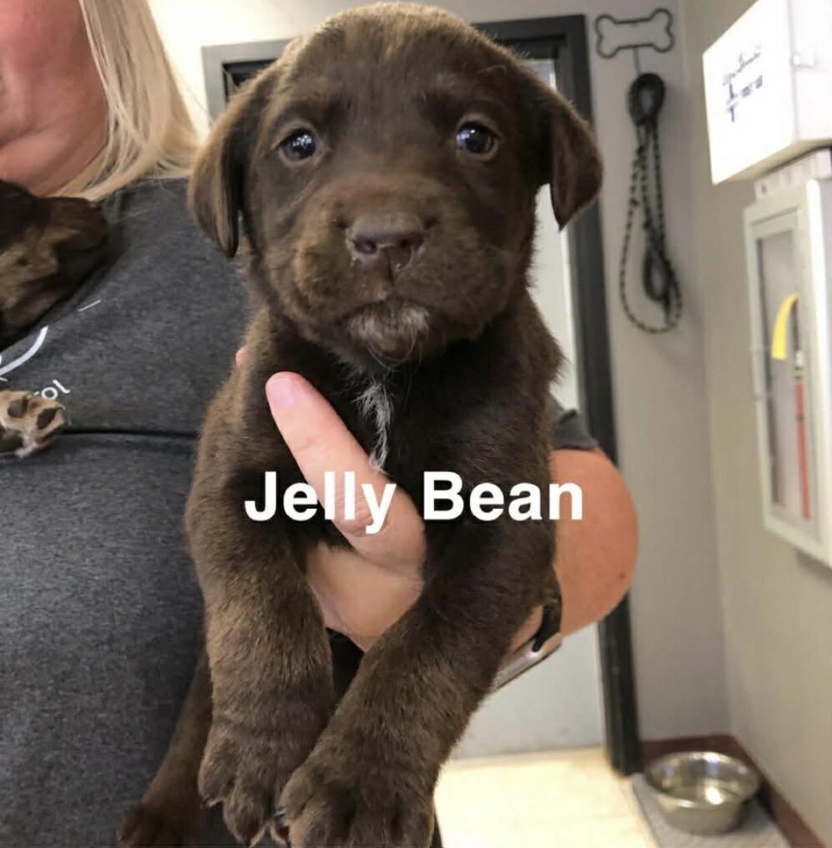 Jellybean , Adoptable, Puppy Male Chocolate Labrador Retriever.