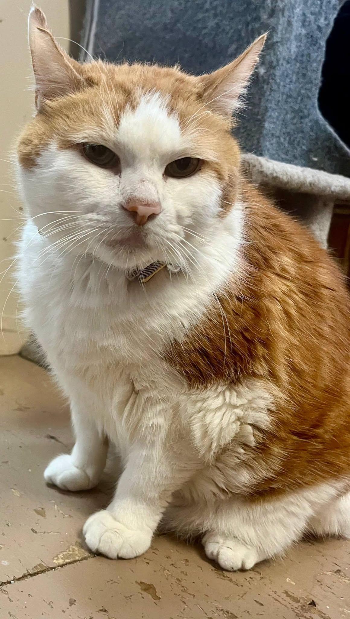 Odie, Adoptable, Senior Male Tabby.
