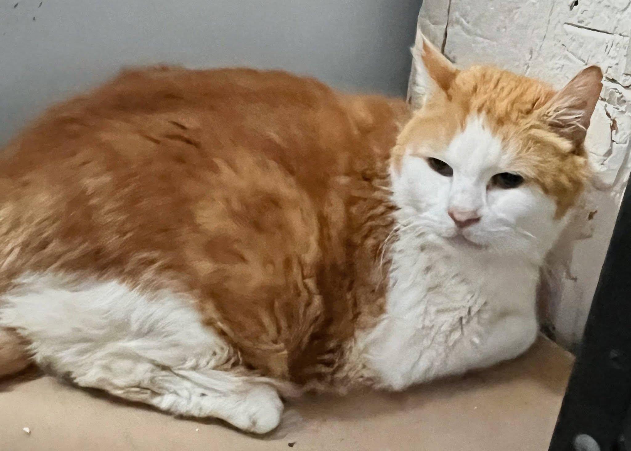 Enlarge Odie, a Adoptable Tabby in Leavenworth, KS image 2/2