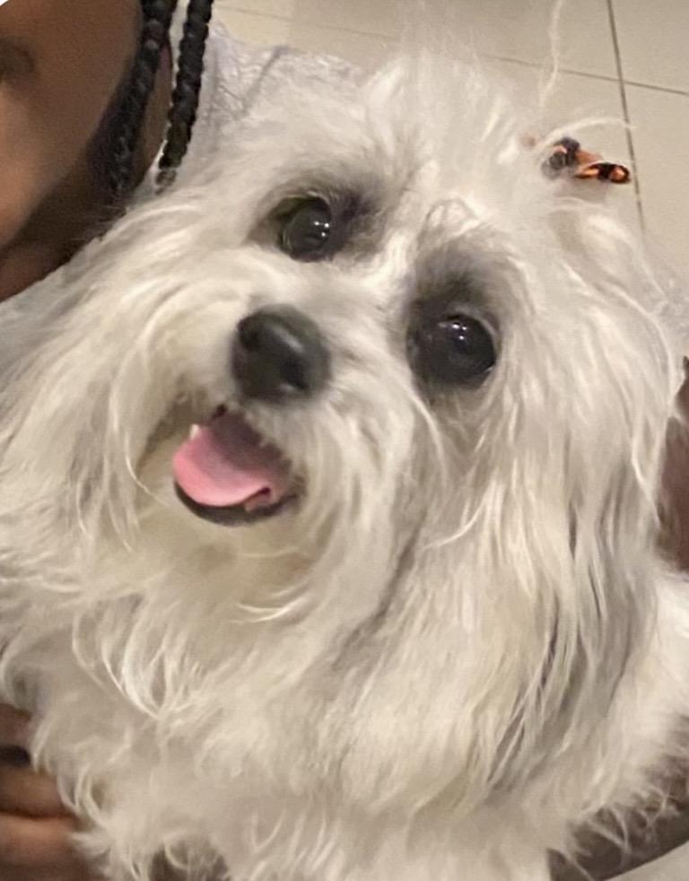 Enlarge Maci , a Adoptable mixed breed in West Palm Beach, FL image 1/5